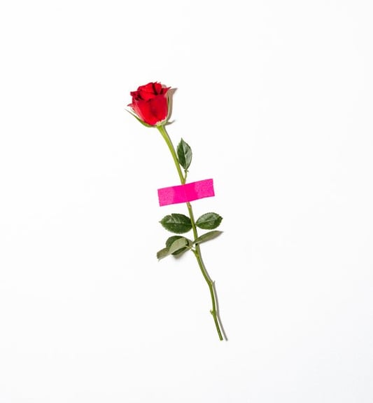 red rose with green leaves