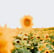 yellow sunflower field during daytime