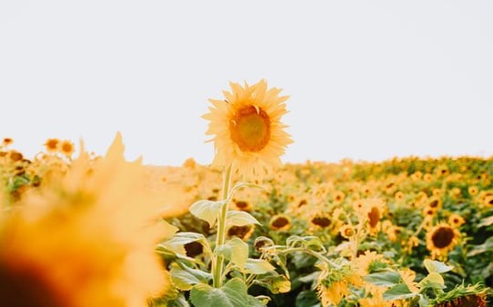 yellow sunflower field during daytime