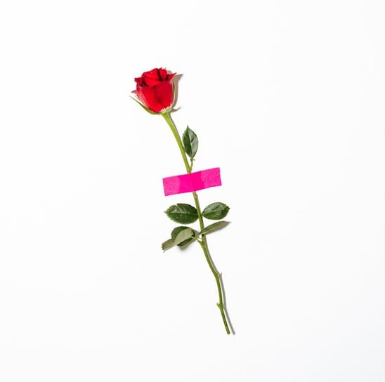 red rose with green leaves