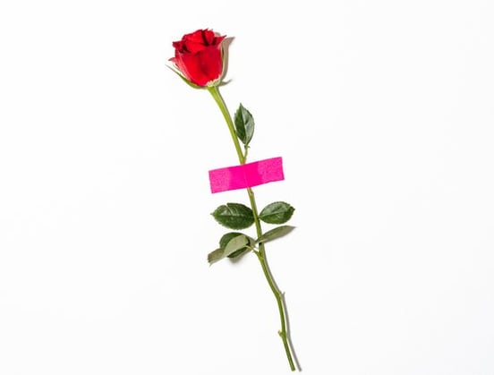 red rose with green leaves