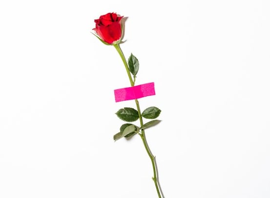 red rose with green leaves