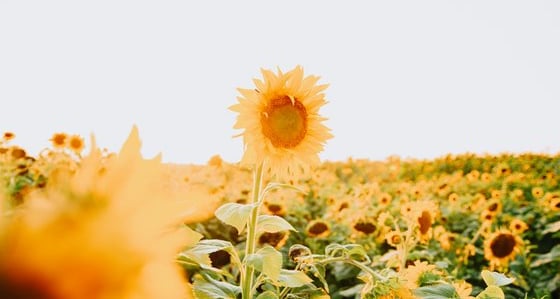 yellow sunflower field during daytime