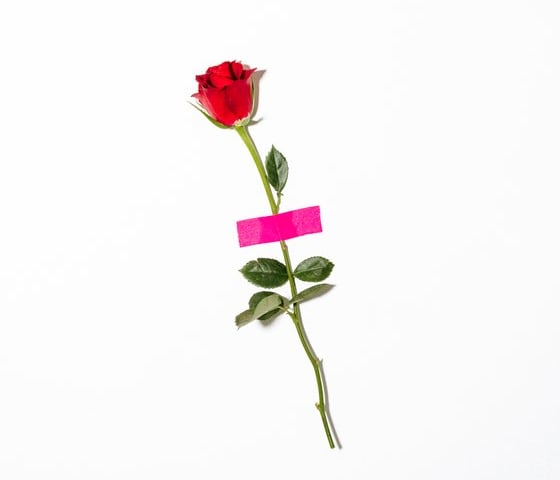 red rose with green leaves