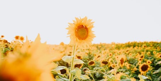 yellow sunflower field during daytime