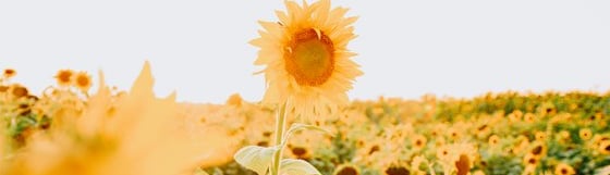yellow sunflower field during daytime