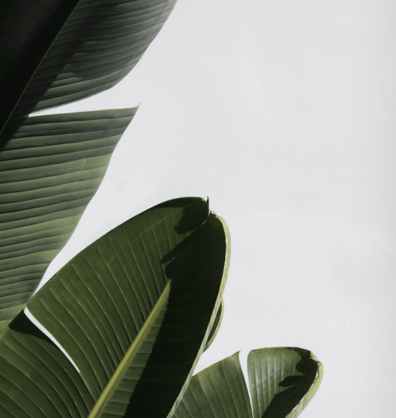Green leaves in mist