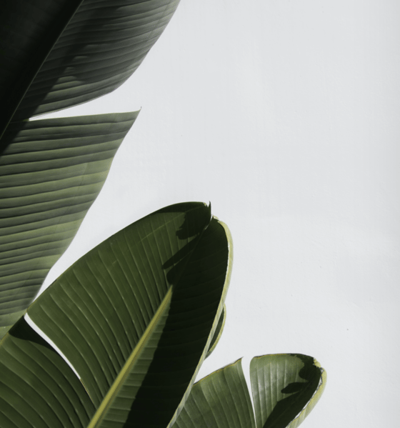 Green leaves in mist