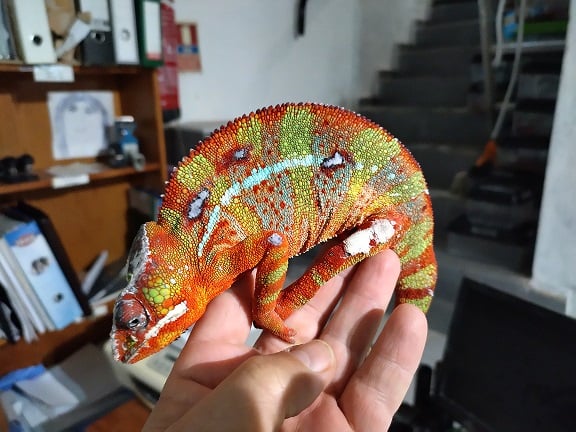 Camale&atilde;o Pantera (Furcifer Pardalis) | Loja de repteis e alimento vivo e  ratos alimento cobras