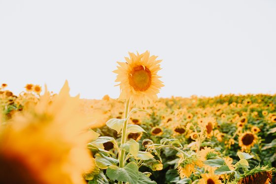 Champ de fleurs jaune avec le soleil