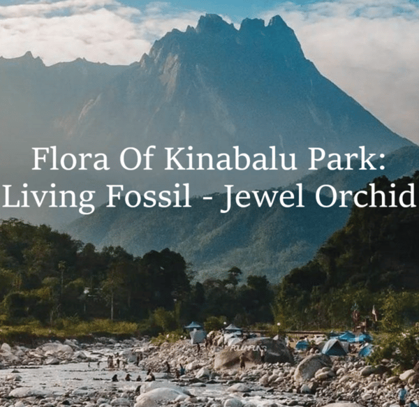 Kinabalu Park: Living Fossils & Ancient Plants