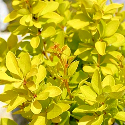 Berberis thunbergii 'Aurea' - Sárga levelű törpe Borbolya