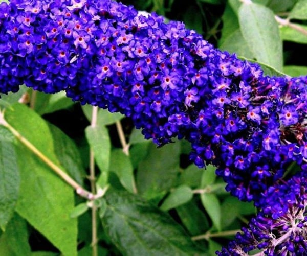 A Buddleia davidii 'Empire Blue' - Kék virágú nyáriorgona