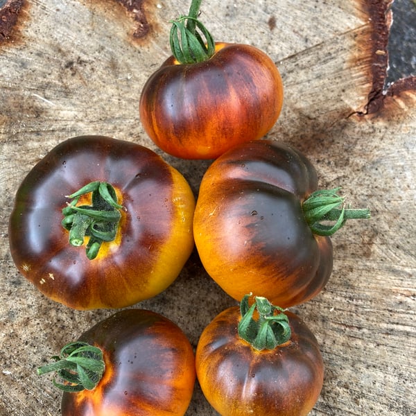P20 Beauty King | NRTomatoseed - heirloom tomato seeds