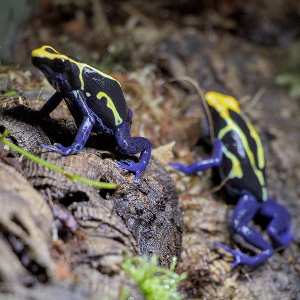 Dendrobates tinctorius 'Cobalt' | Northern Frogger