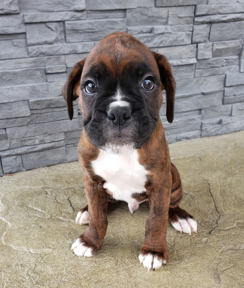 Akc boxer puppies cheap for sale near me