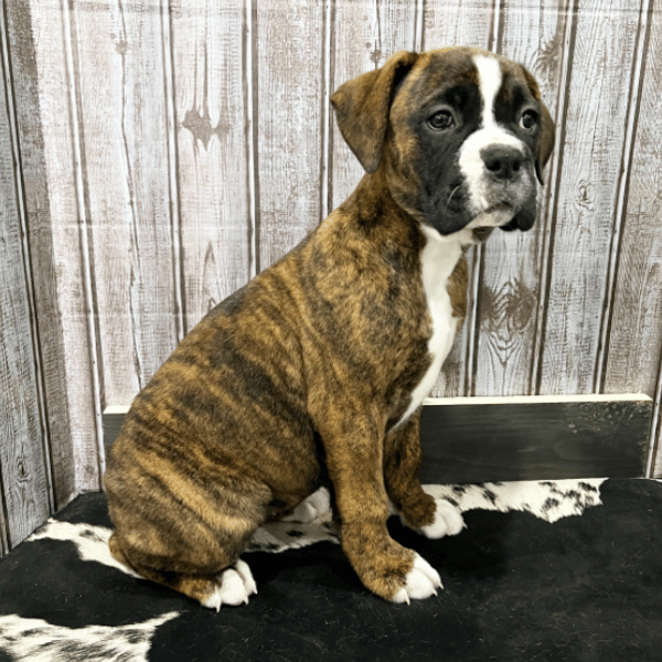 Flashy brindle boxer store puppy