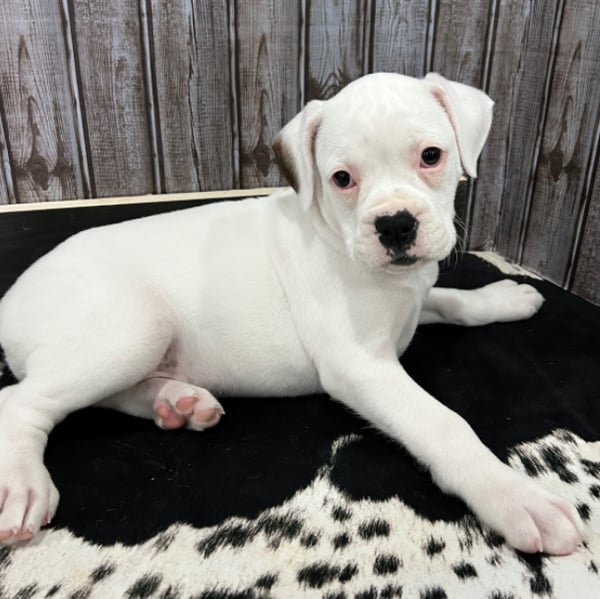 White Boxer Puppies for Sale - Purebred Boxer Puppies for Adoption