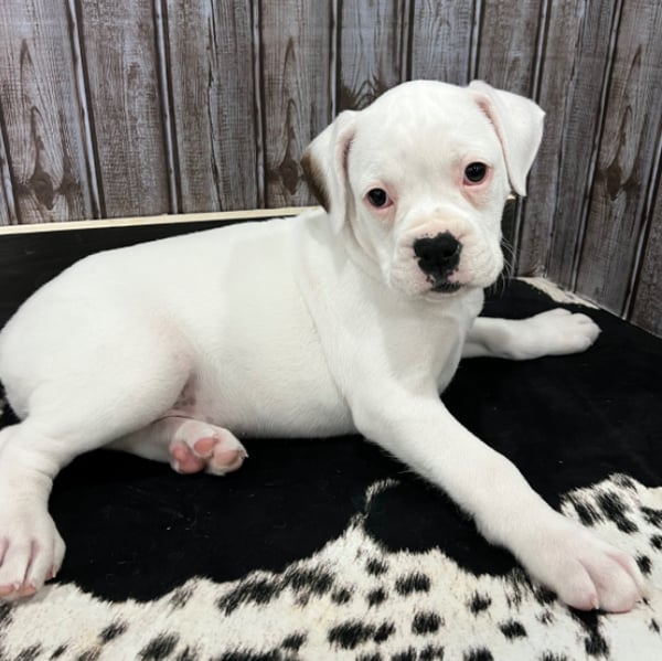 White deals boxer puppies