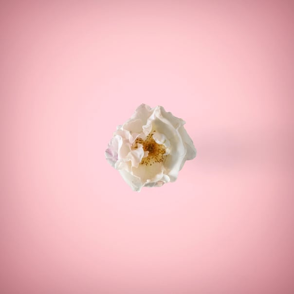 White rose in a ping background