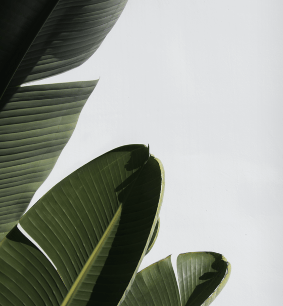 Green leaves in mist