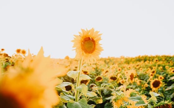 yellow sunflower field during daytime