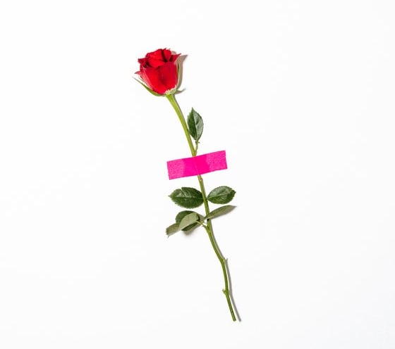 red rose with green leaves