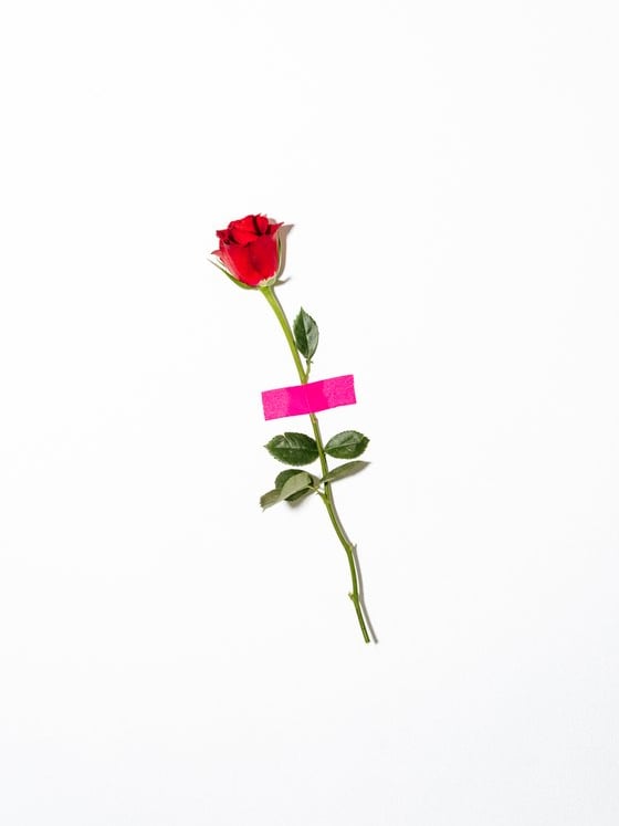 red rose with green leaves