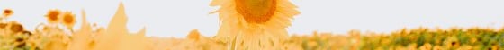 yellow sunflower field during daytime