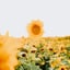 yellow sunflower field during daytime