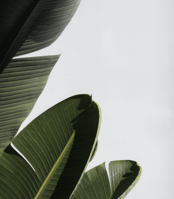 Green leaves in mist