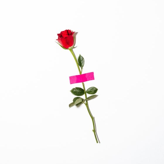 red rose with green leaves