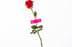 red rose with green leaves