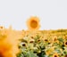 yellow sunflower field during daytime