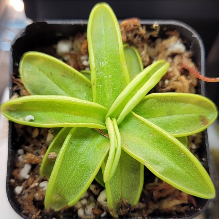 lechenaultia62 生水苔+P. primuliflora Pinguicula primuliflora | Canadian Carnivores