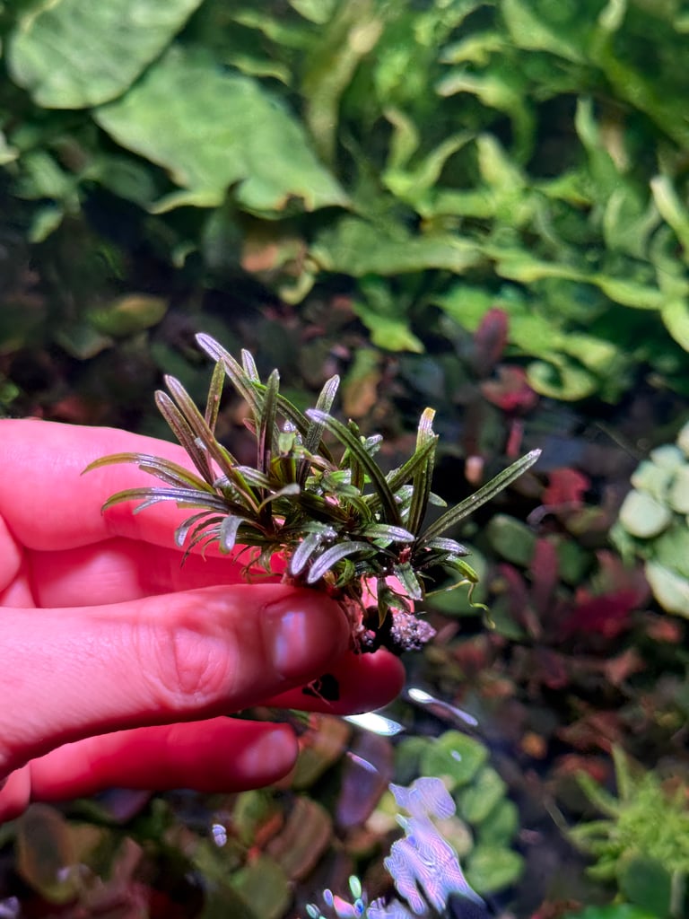 Bucephalandra Rosemary | ArkOfPlants