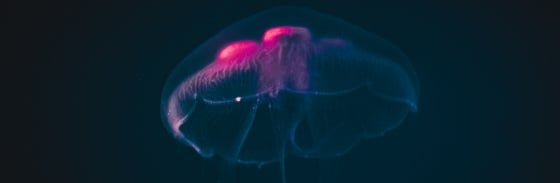 blue and white smoke illustration