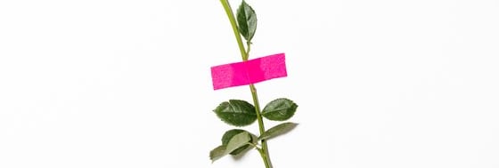 red rose with green leaves