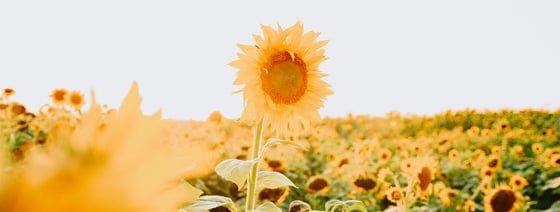 yellow sunflower field during daytime