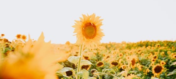 yellow sunflower field during daytime