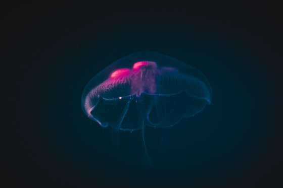 Hover.css