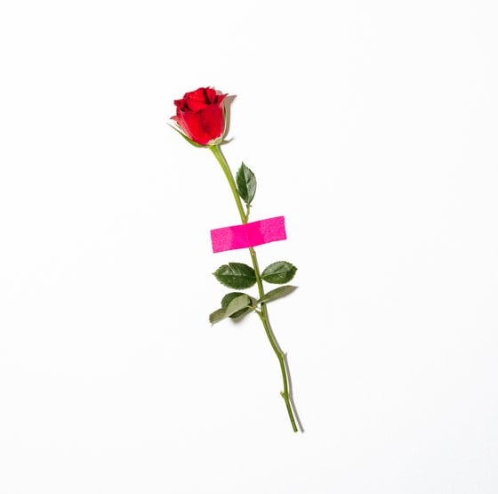 red rose with green leaves