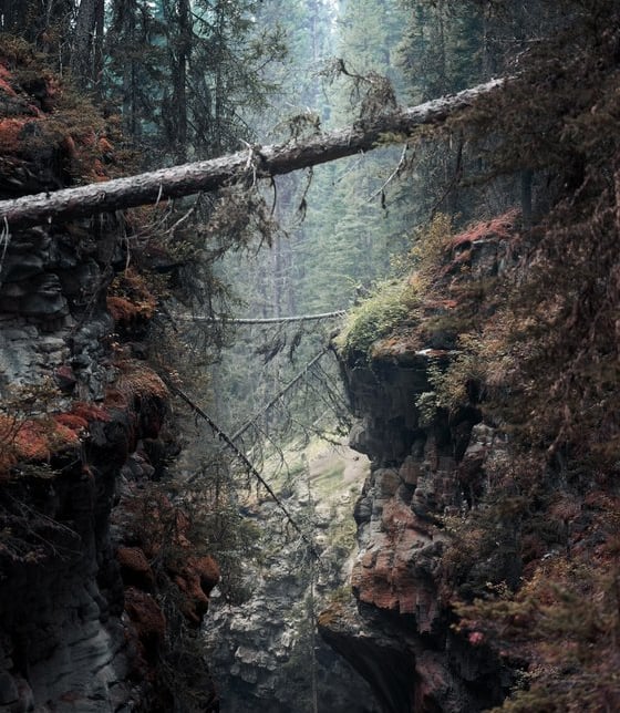 green moss on brown tree trunk
