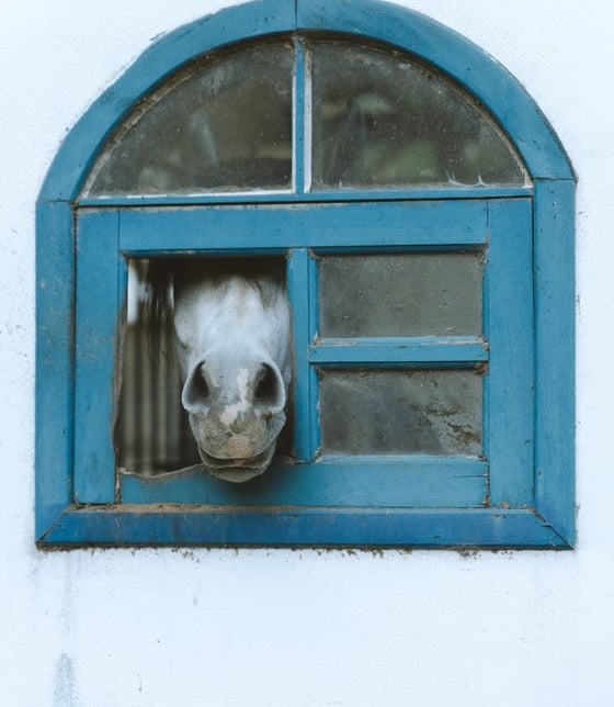 white short coated dog in blue window