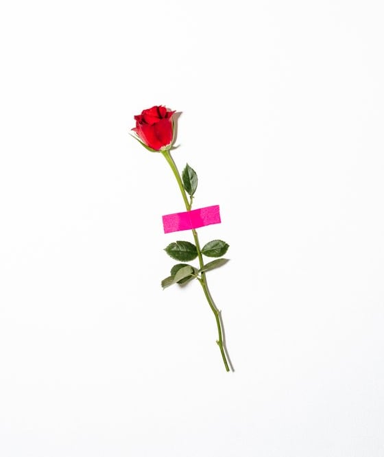 red rose with green leaves