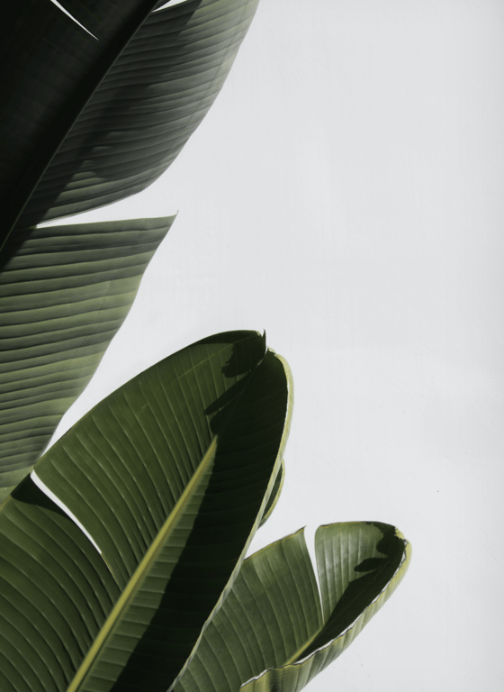 Green leaves in mist