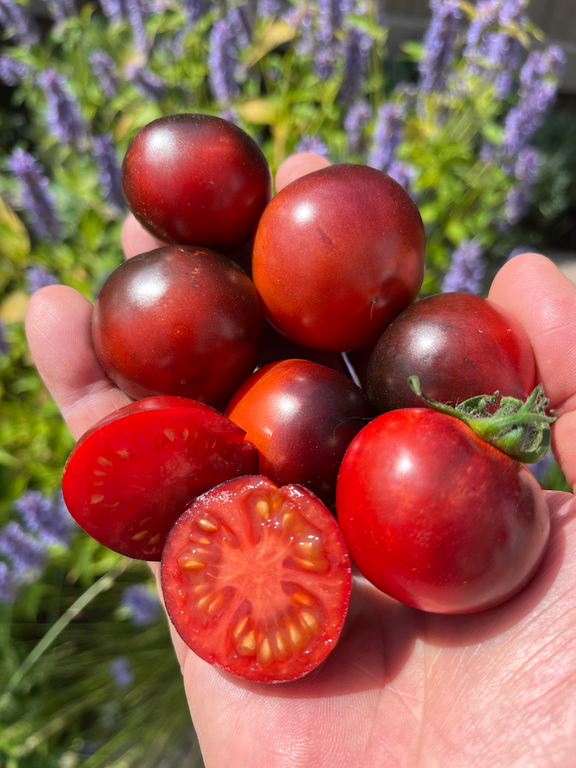 Venus tomato - a micro dwarf tomato | NRTomatoseed