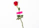 red rose with green leaves