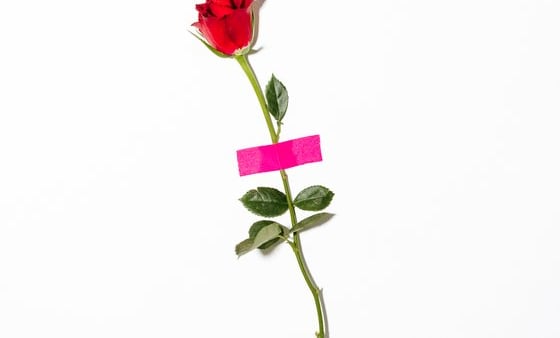 red rose with green leaves