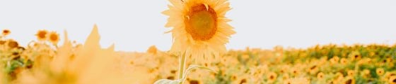 yellow sunflower field during daytime